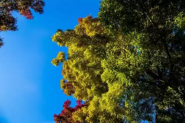 Free download Autumn Color Tree -  free photo or picture to be edited with GIMP online image editor