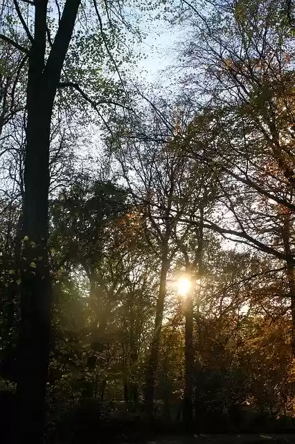 Free download Autumn Evening Walk In The -  free free photo or picture to be edited with GIMP online image editor