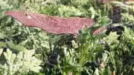 Free download Autumn Fall Leaves -  free free photo or picture to be edited with GIMP online image editor