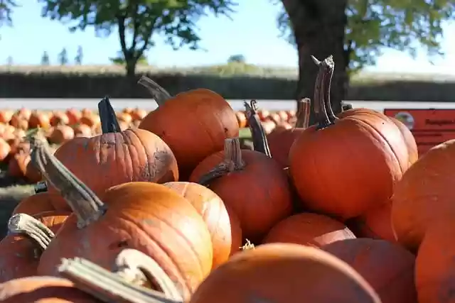 Free download autumn fall pumpkin canada october free picture to be edited with GIMP free online image editor