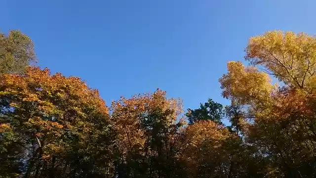 Free download Autumn Fall Trees -  free photo or picture to be edited with GIMP online image editor
