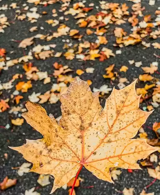 Free download Autumn Feather Leaf -  free photo or picture to be edited with GIMP online image editor