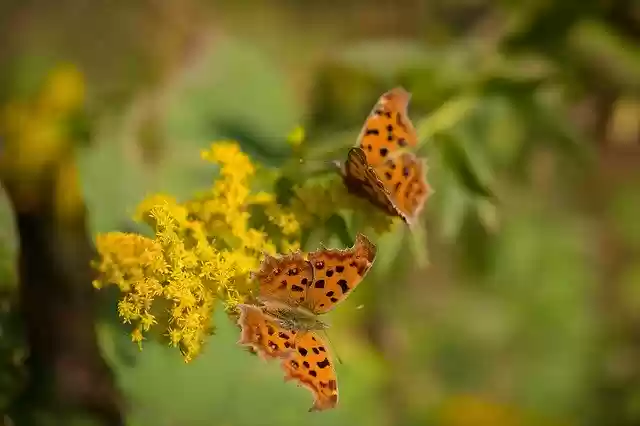 Free download Autumn Flower Butterfly -  free photo or picture to be edited with GIMP online image editor
