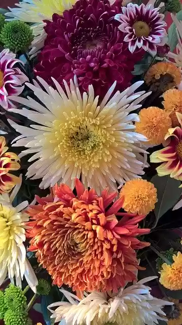 Free download Autumn Flowers Chrysanthemum -  free photo or picture to be edited with GIMP online image editor
