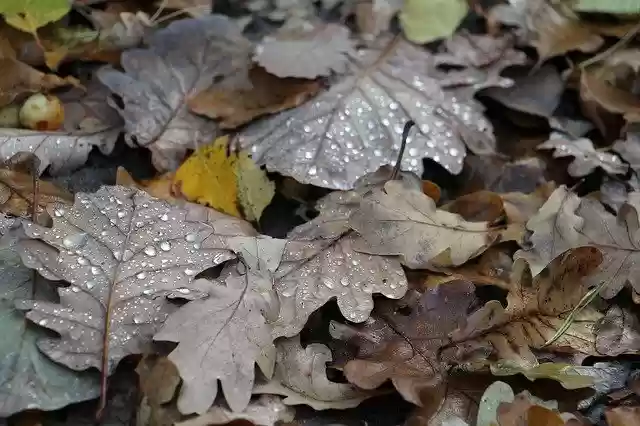 Descărcare gratuită Autumn Foliage Mood Drops Of - fotografie sau imagini gratuite pentru a fi editate cu editorul de imagini online GIMP