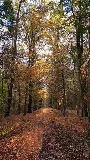 Free download Autumn Forest -  free free photo or picture to be edited with GIMP online image editor