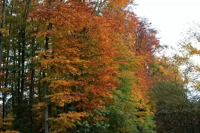 Template Photo Autumn Forest Beech -  for OffiDocs