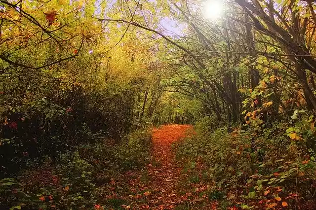 Free download Autumn Forest Oct -  free photo or picture to be edited with GIMP online image editor