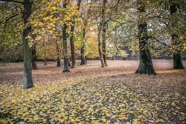 Free download Autumn Forest Park -  free photo or picture to be edited with GIMP online image editor
