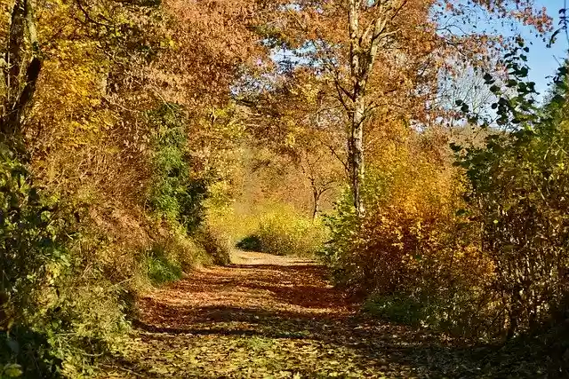 Autumn Forest Path  screen for extension Chrome web store in OffiDocs Chromium