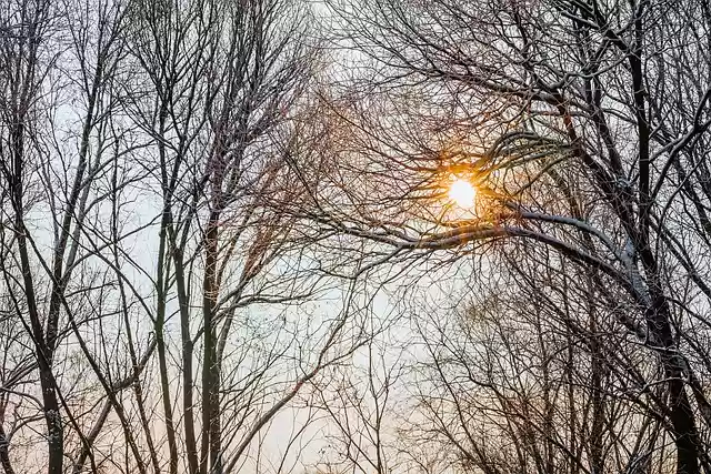 Free download autumn forest sunrise nature free picture to be edited with GIMP free online image editor