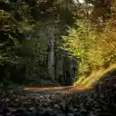 Autumn Forest Theme  screen for extension Chrome web store in OffiDocs Chromium
