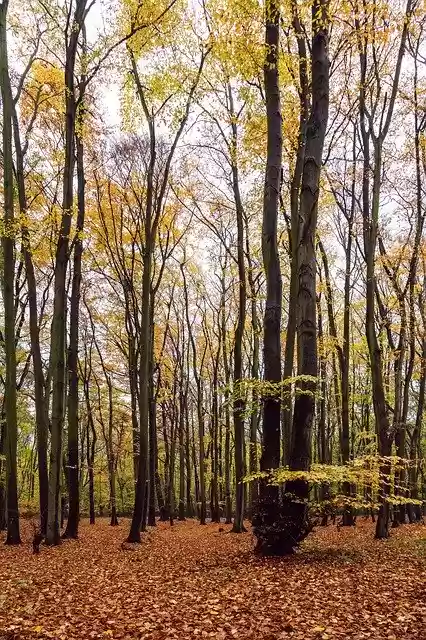 Free download Autumn Forest Woods -  free free photo or picture to be edited with GIMP online image editor