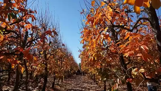 Free download Autumn Fruit Trees -  free photo or picture to be edited with GIMP online image editor