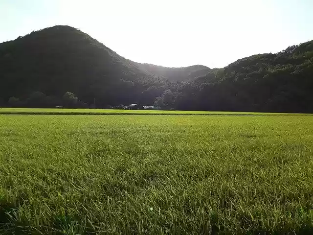 Free download autumn grain harvest country rice free picture to be edited with GIMP free online image editor