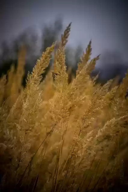 Free download Autumn Grass Nature -  free photo or picture to be edited with GIMP online image editor