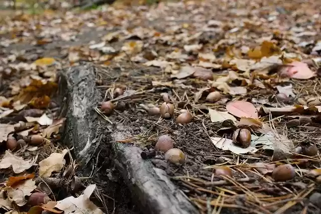 Free download Autumn Ground Leaves -  free photo or picture to be edited with GIMP online image editor