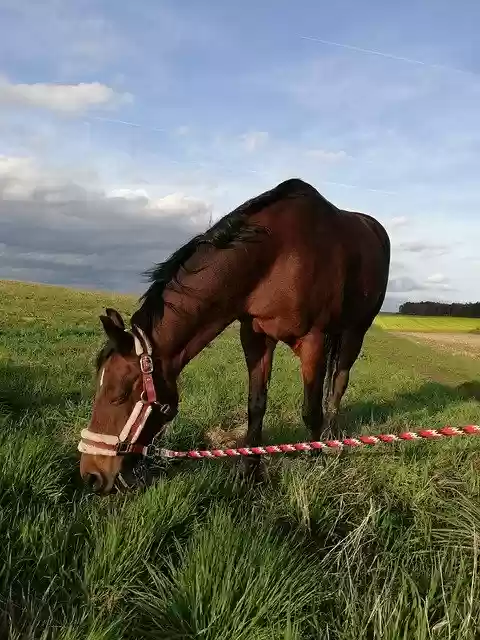 Free download Autumn Horse Pony -  free photo or picture to be edited with GIMP online image editor