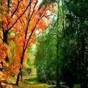 Autumn Impressions Theme  screen for extension Chrome web store in OffiDocs Chromium