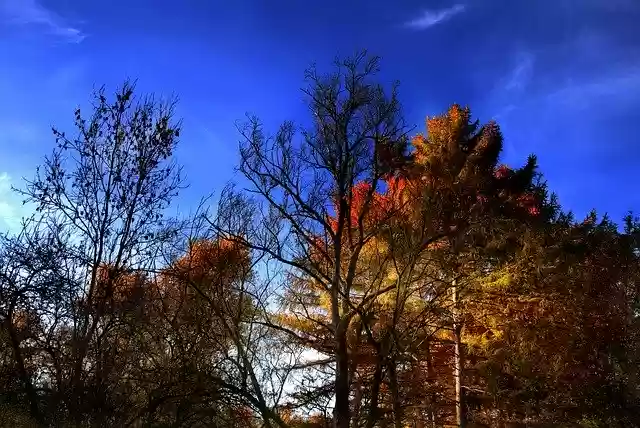 Free download Autumn Indian Summer Nature -  free free photo or picture to be edited with GIMP online image editor