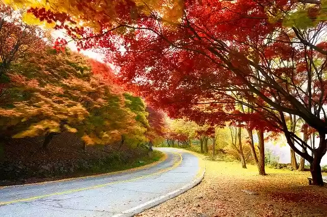 Free download Autumn In Gil -  free photo or picture to be edited with GIMP online image editor