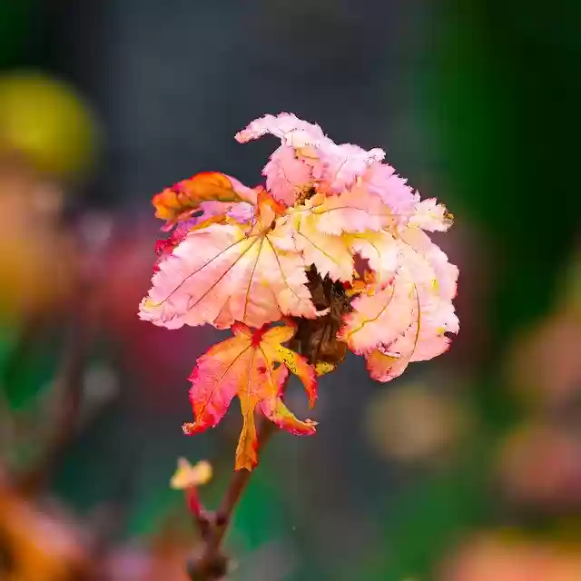 Free download Autumn Japanese Maple Faded Close -  free free photo or picture to be edited with GIMP online image editor