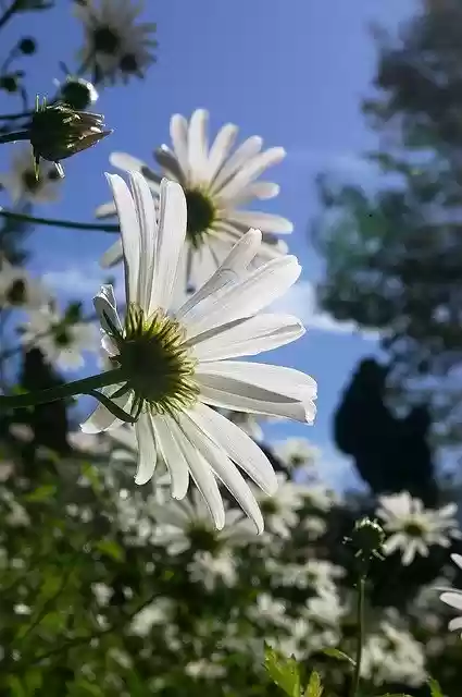 Free download Autumn Korean Daisy White Flower -  free photo or picture to be edited with GIMP online image editor