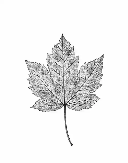 Free download Autumn Leaf -  free photo or picture to be edited with GIMP online image editor