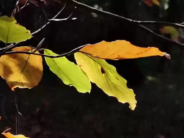 Free download Autumn Leaf Forest -  free free photo or picture to be edited with GIMP online image editor