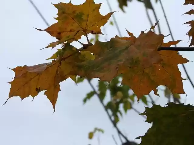 Free download Autumn Leaf Golden Polish -  free photo or picture to be edited with GIMP online image editor