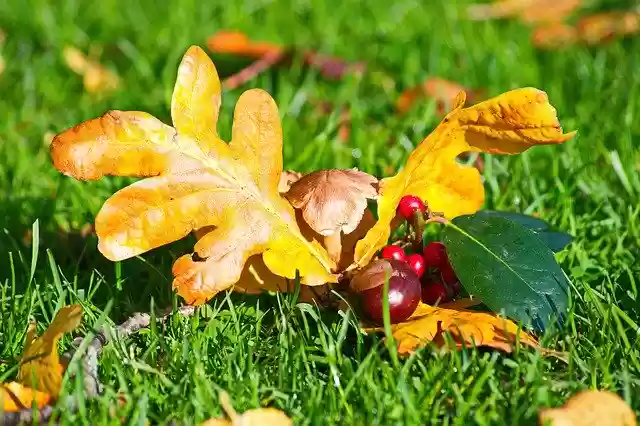 Free download Autumn Leaf Grass -  free free photo or picture to be edited with GIMP online image editor