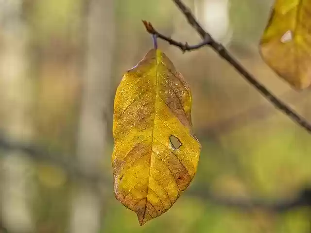 Free download Autumn Leaf Individually -  free free photo or picture to be edited with GIMP online image editor