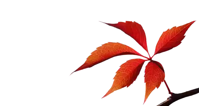 Free download Autumn Leaf Red Branch -  free illustration to be edited with GIMP free online image editor