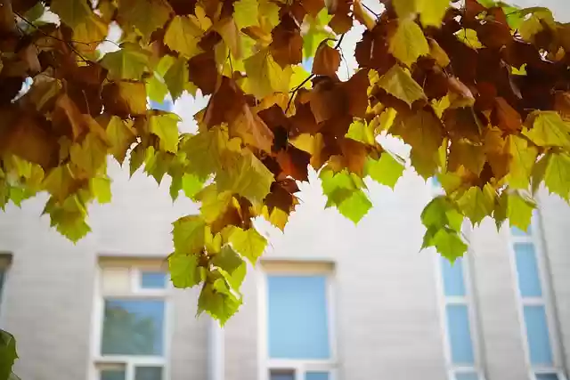 Free download autumn leaves autumn leaves nature free picture to be edited with GIMP free online image editor