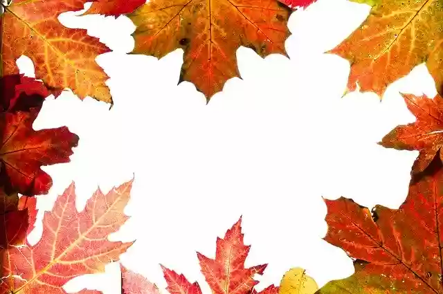 Free download Autumn Leaves Background -  free photo or picture to be edited with GIMP online image editor