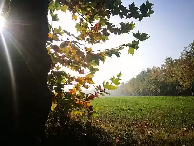 Free download Autumn Leaves Backlight -  free photo or picture to be edited with GIMP online image editor