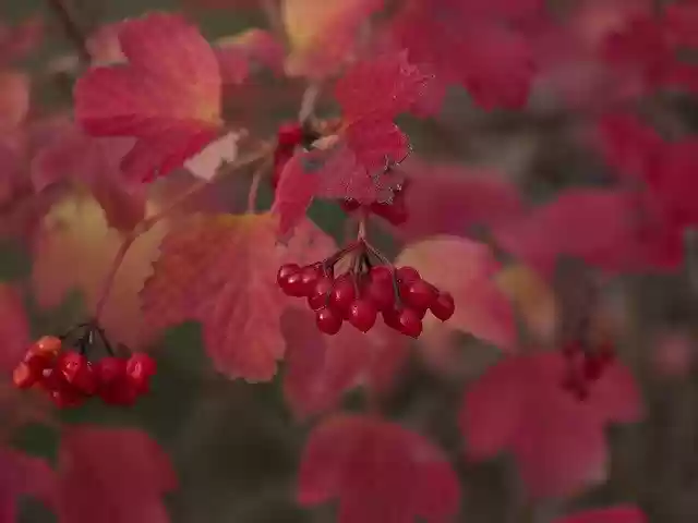 Free download Autumn Leaves Berry -  free free photo or picture to be edited with GIMP online image editor