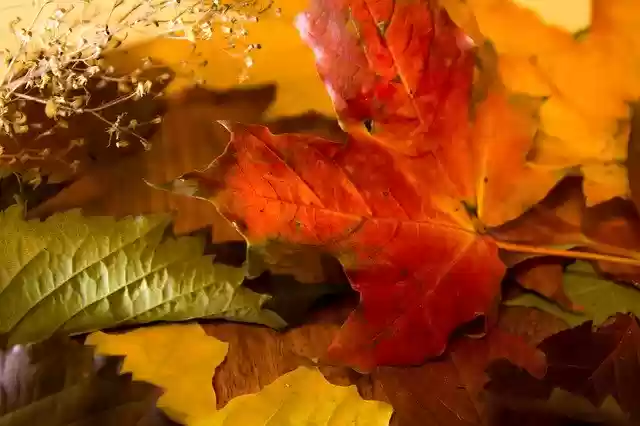 Free download Autumn Leaves Bright Foliage -  free photo or picture to be edited with GIMP online image editor