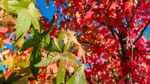 Free download Autumn Leaves Colors -  free photo or picture to be edited with GIMP online image editor