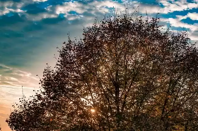 Free download Autumn Leaves Deciduous Tree Fall -  free photo or picture to be edited with GIMP online image editor