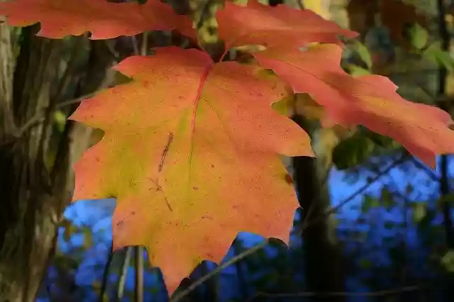 Free download Autumn Leaves Fall -  free photo or picture to be edited with GIMP online image editor