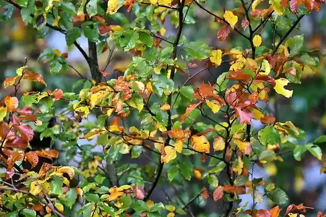 Free download Autumn Leaves Fall Colors Tree -  free photo or picture to be edited with GIMP online image editor