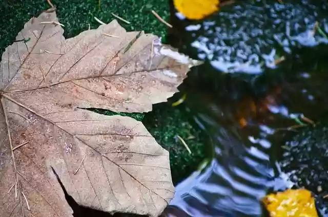 Free download autumn leaves foliage stream water free picture to be edited with GIMP free online image editor