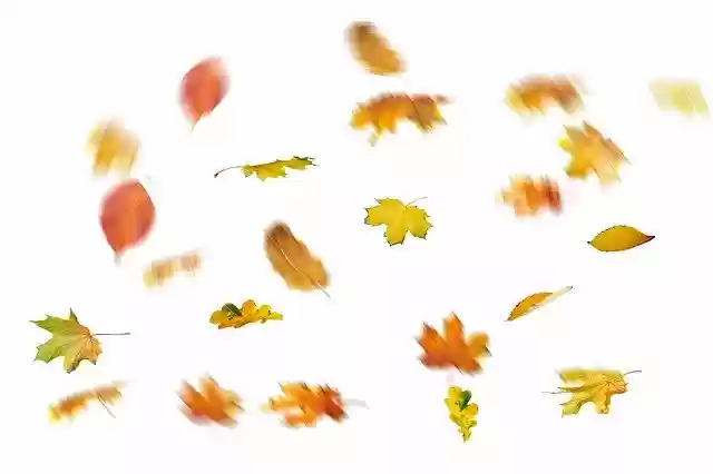 Free download Autumn Leaves Leaf -  free free photo or picture to be edited with GIMP online image editor