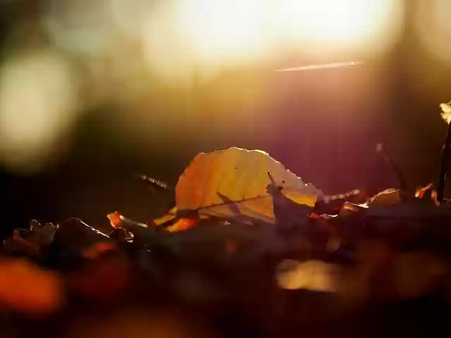 Free download Autumn Leaves Light -  free photo or picture to be edited with GIMP online image editor