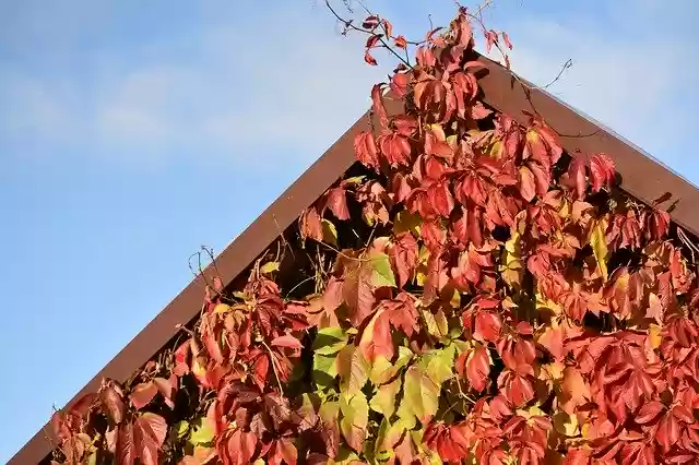 Descărcare gratuită Autumn Leaves Red - fotografie sau imagini gratuite pentru a fi editate cu editorul de imagini online GIMP