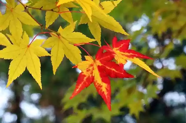 Free download Autumn Leaves The -  free free photo or picture to be edited with GIMP online image editor