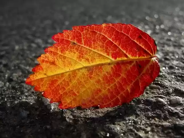 Free download Autumn Leaves The Transparent -  free photo or picture to be edited with GIMP online image editor