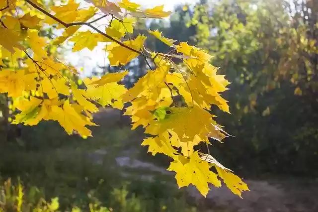 Free download Autumn Leaves Tree -  free free photo or picture to be edited with GIMP online image editor