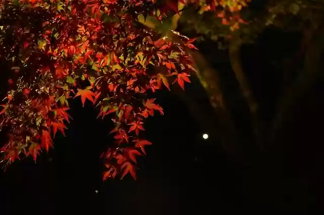 Free download Autumn Maple Autumnal Leaves -  free photo or picture to be edited with GIMP online image editor